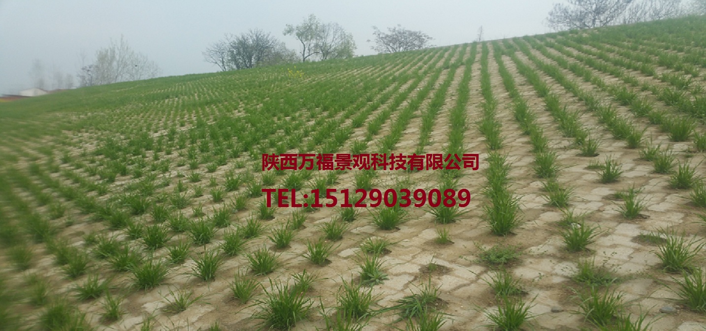 聯(lián)心式生態(tài)護(hù)坡